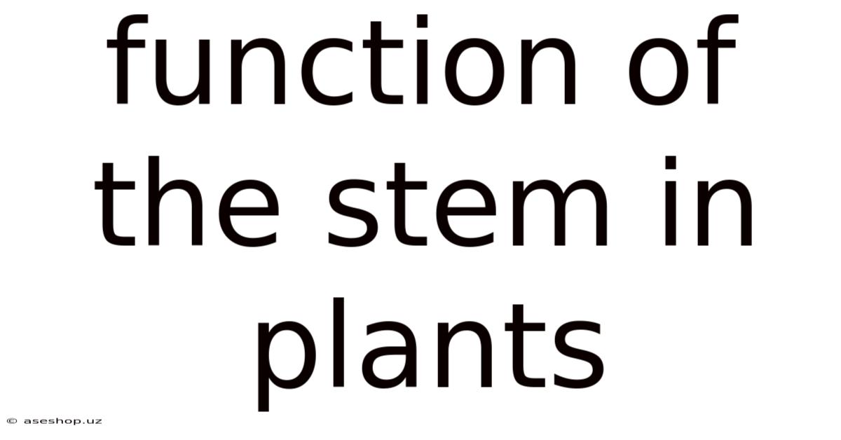 Function Of The Stem In Plants