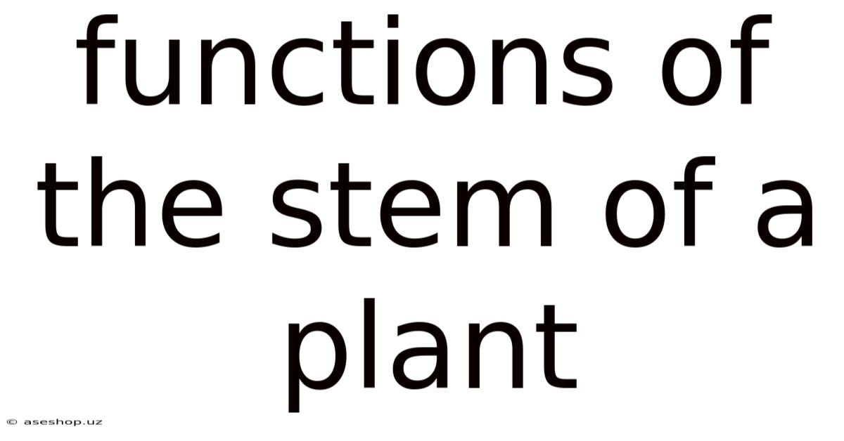 Functions Of The Stem Of A Plant