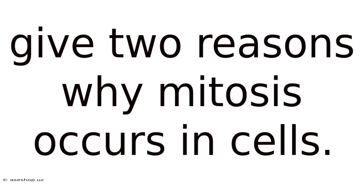 Give Two Reasons Why Mitosis Occurs In Cells.