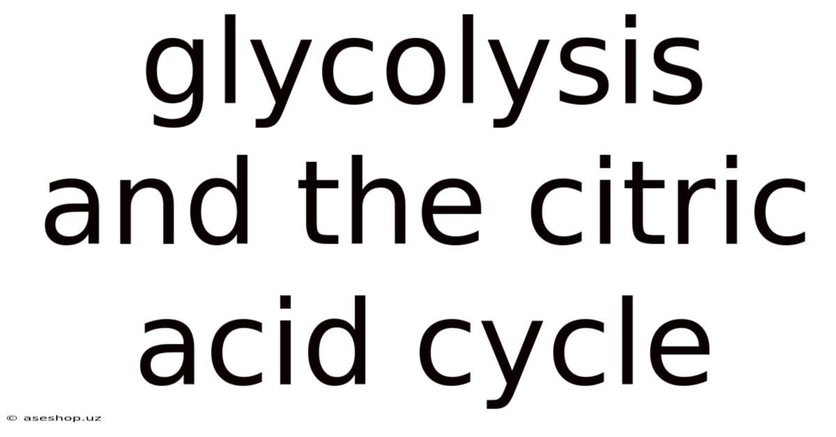 Glycolysis And The Citric Acid Cycle