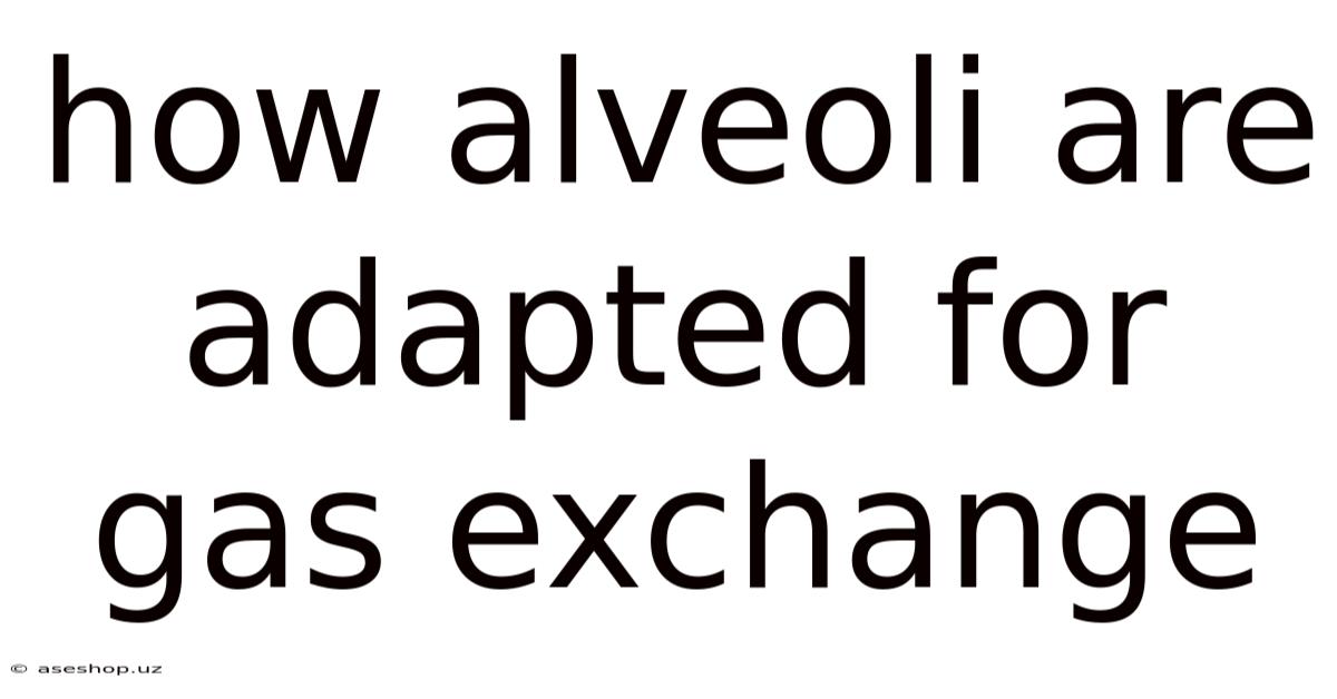 How Alveoli Are Adapted For Gas Exchange