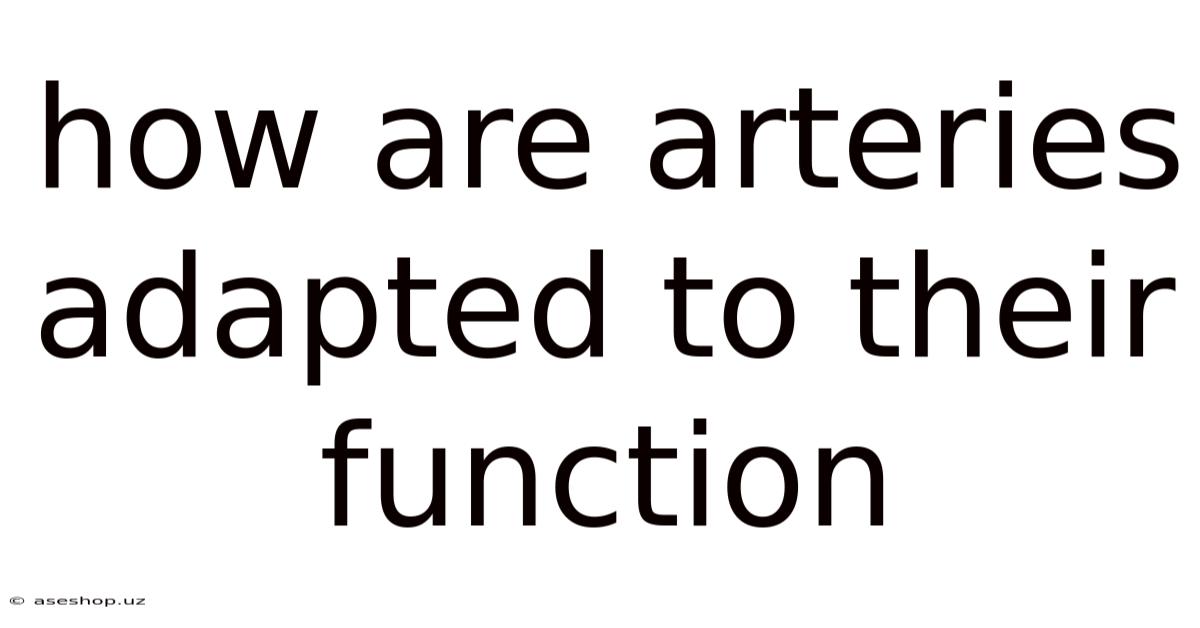 How Are Arteries Adapted To Their Function