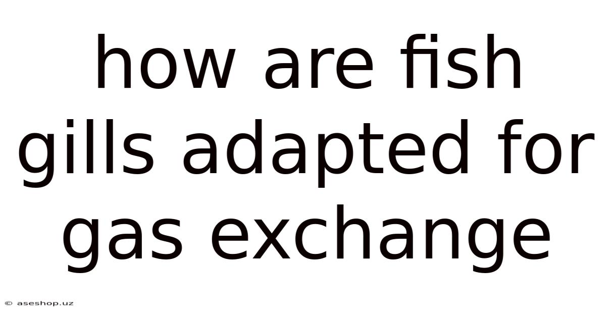 How Are Fish Gills Adapted For Gas Exchange