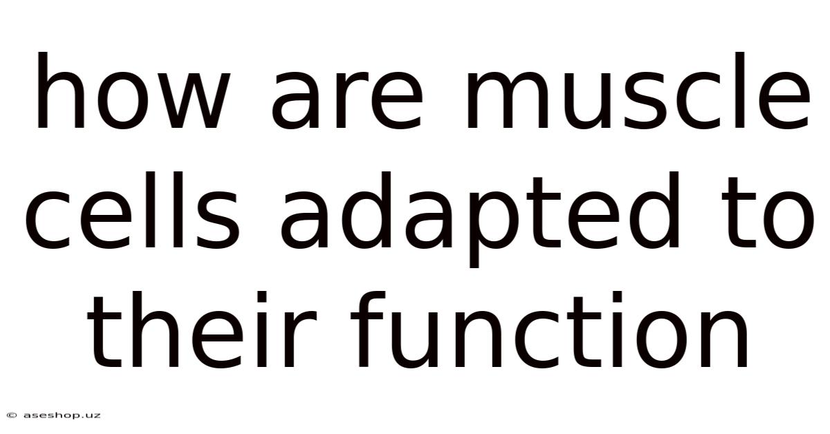 How Are Muscle Cells Adapted To Their Function