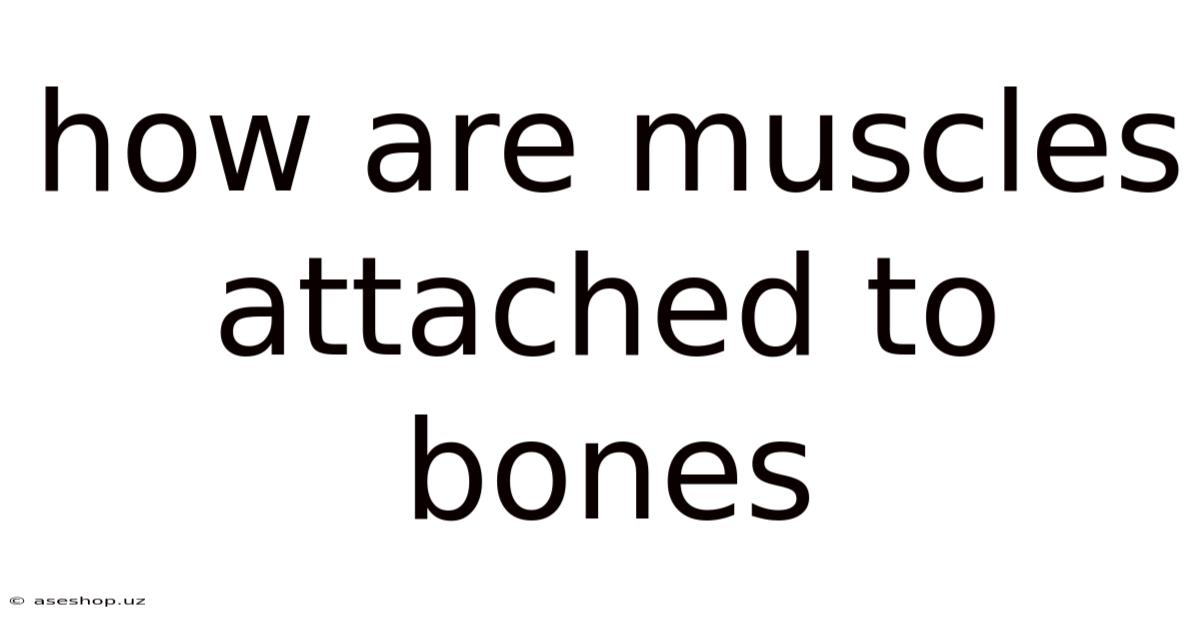 How Are Muscles Attached To Bones