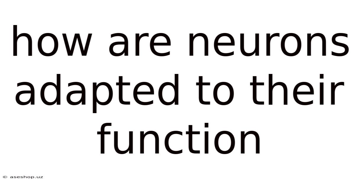 How Are Neurons Adapted To Their Function