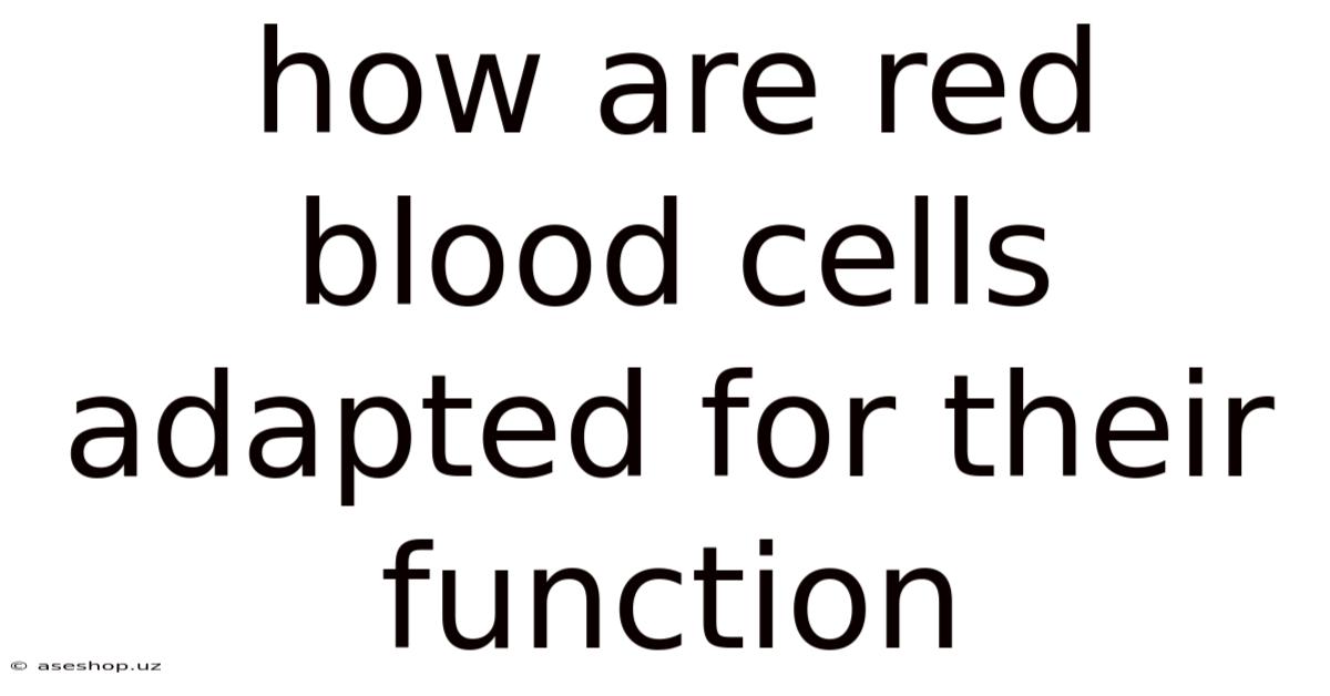 How Are Red Blood Cells Adapted For Their Function