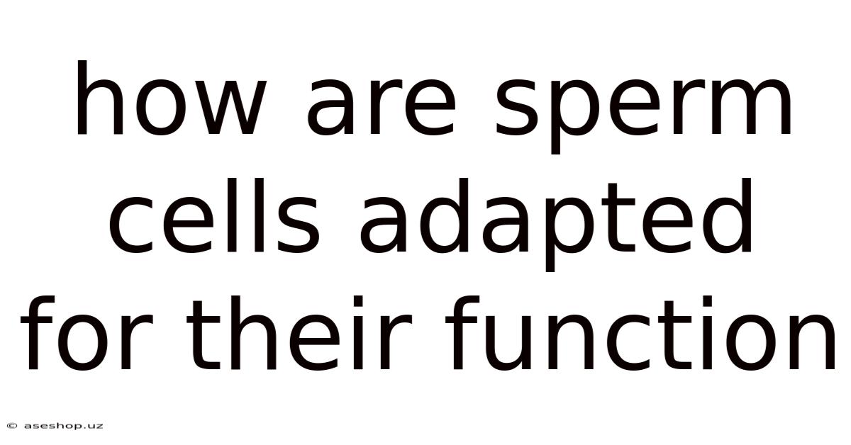 How Are Sperm Cells Adapted For Their Function