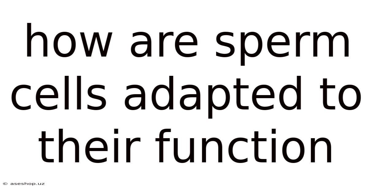 How Are Sperm Cells Adapted To Their Function