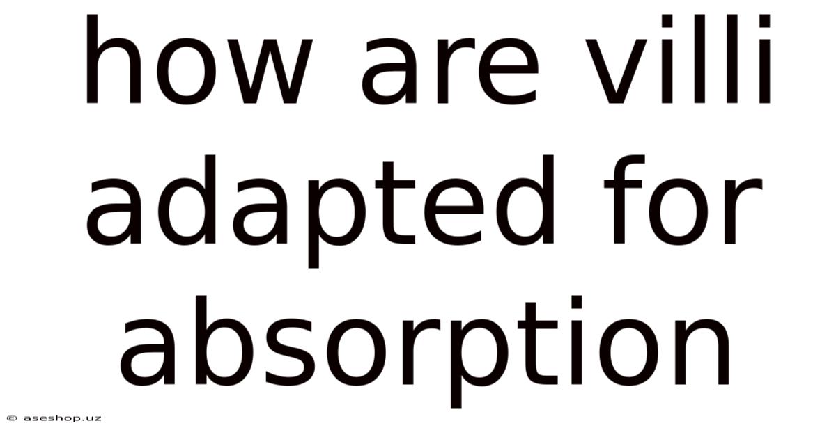 How Are Villi Adapted For Absorption
