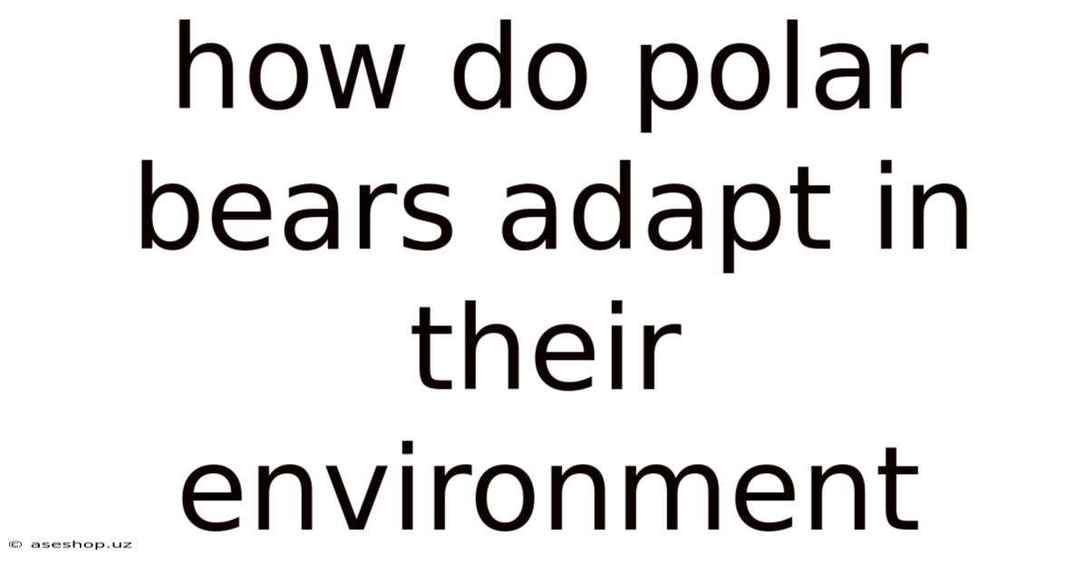 How Do Polar Bears Adapt In Their Environment