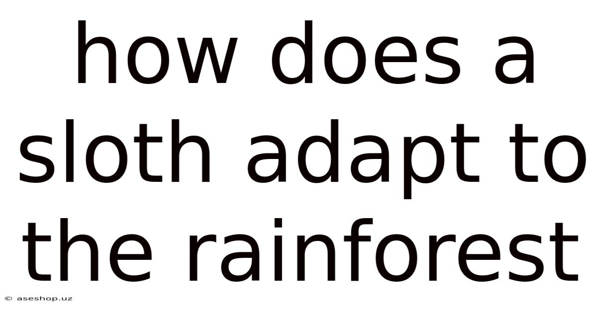 How Does A Sloth Adapt To The Rainforest