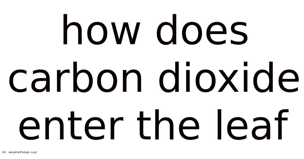How Does Carbon Dioxide Enter The Leaf