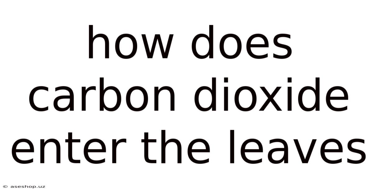 How Does Carbon Dioxide Enter The Leaves