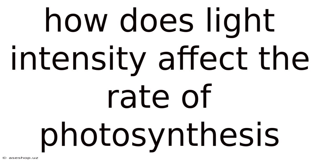 How Does Light Intensity Affect The Rate Of Photosynthesis