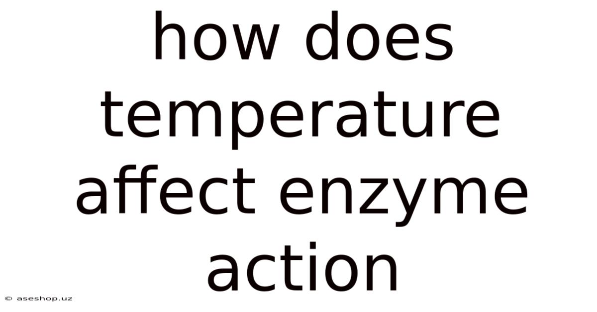 How Does Temperature Affect Enzyme Action