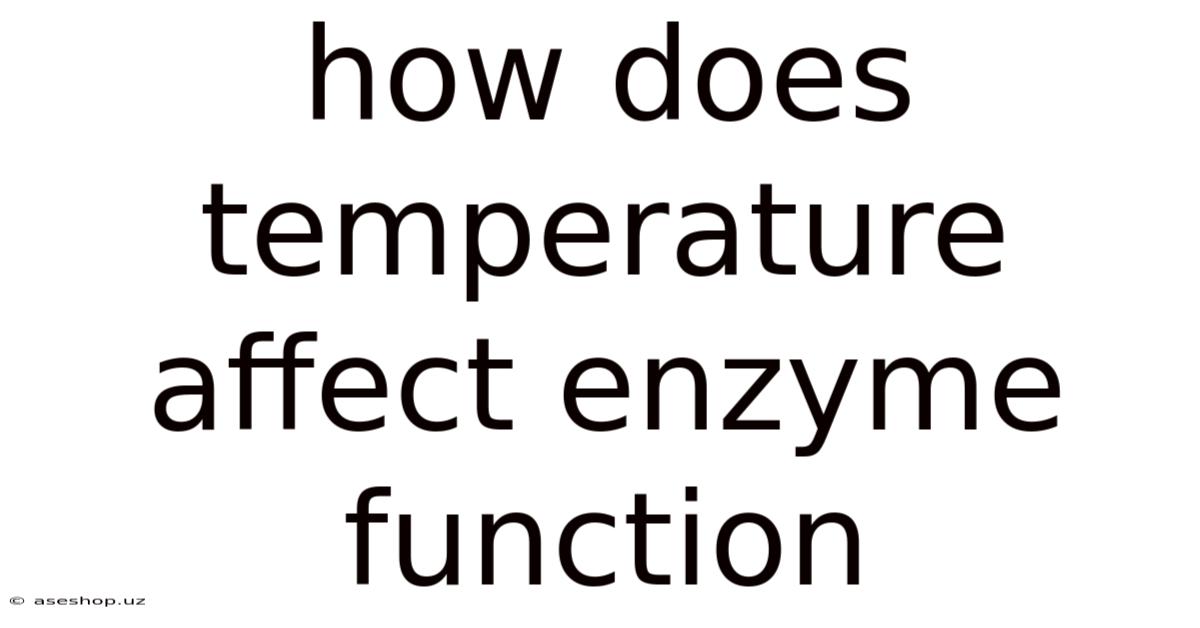 How Does Temperature Affect Enzyme Function