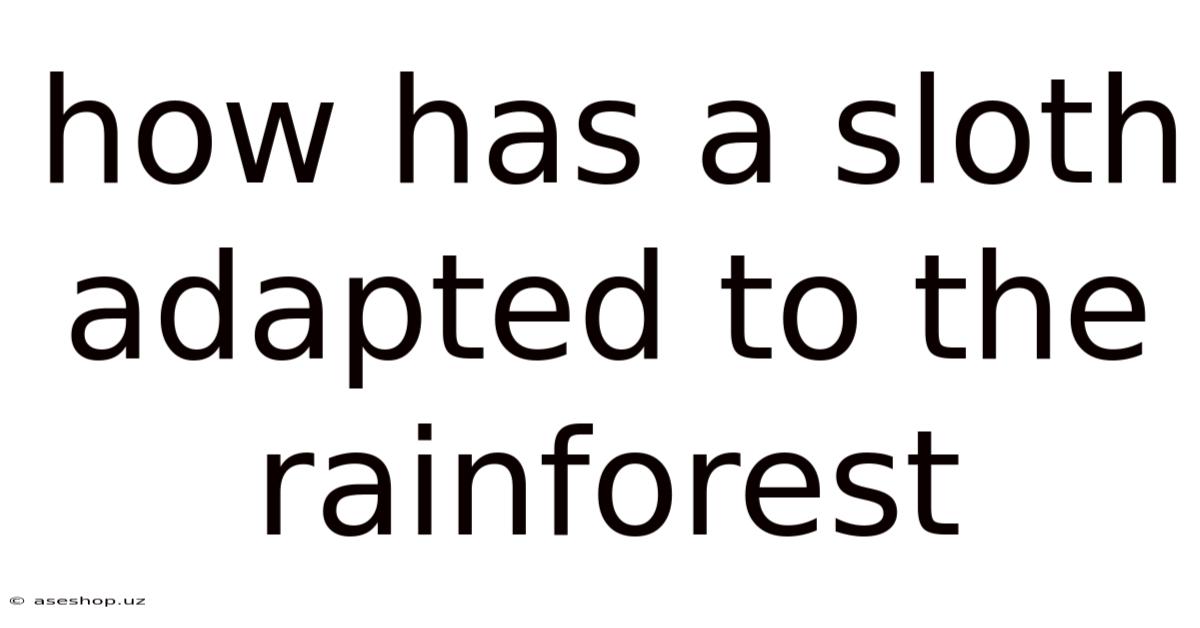 How Has A Sloth Adapted To The Rainforest