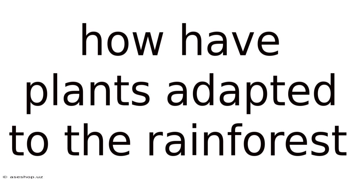 How Have Plants Adapted To The Rainforest