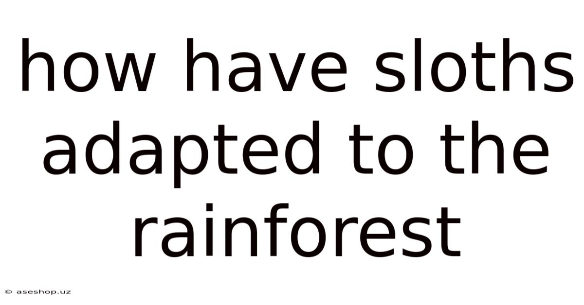 How Have Sloths Adapted To The Rainforest