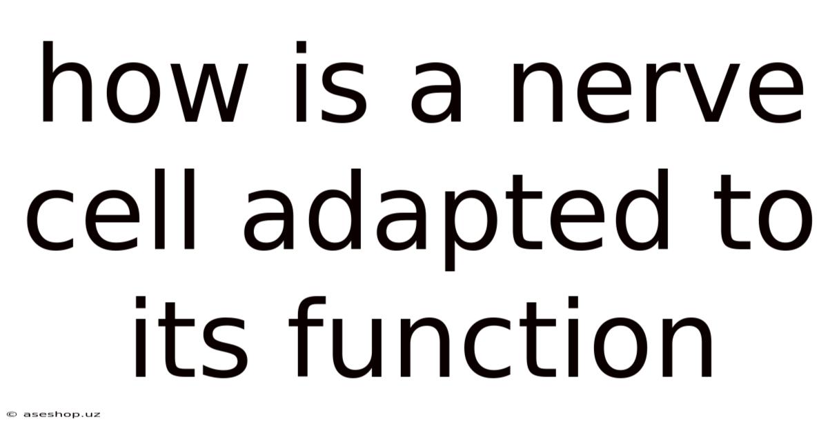 How Is A Nerve Cell Adapted To Its Function