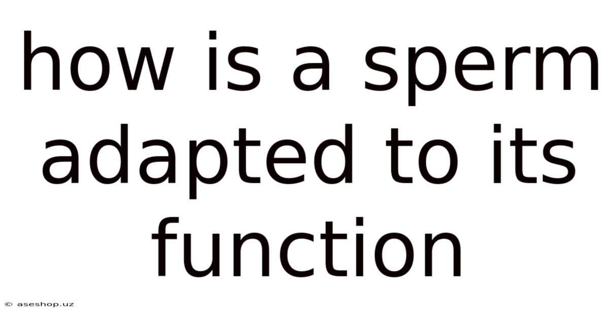 How Is A Sperm Adapted To Its Function