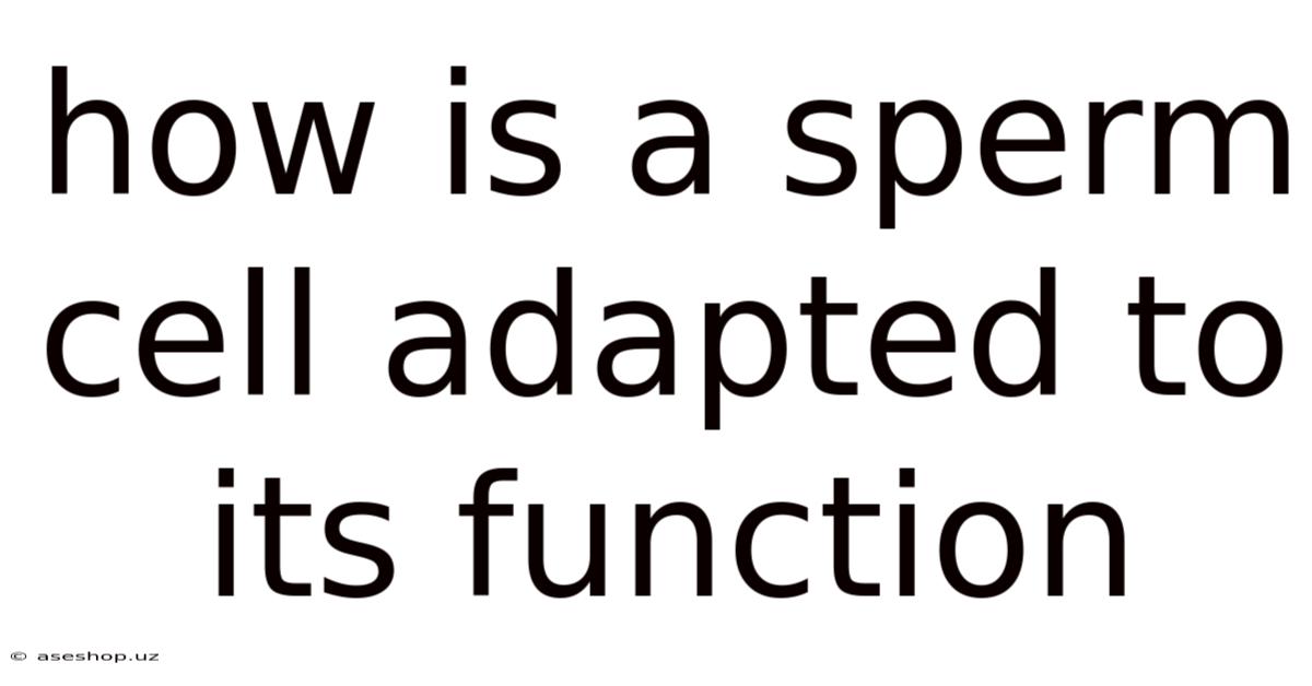 How Is A Sperm Cell Adapted To Its Function
