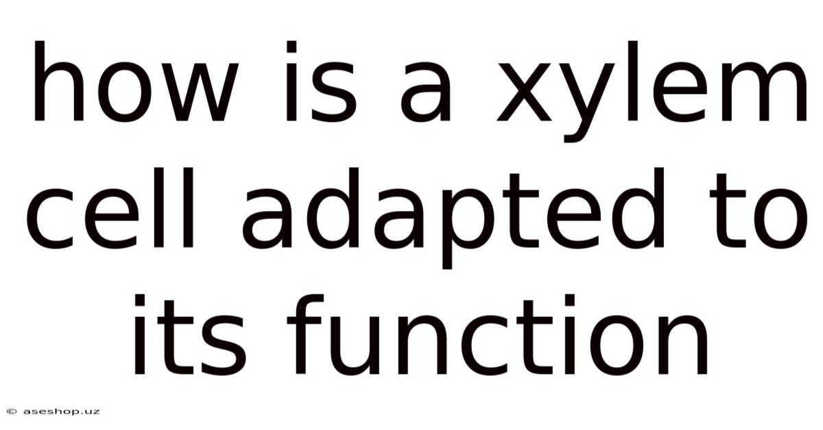 How Is A Xylem Cell Adapted To Its Function