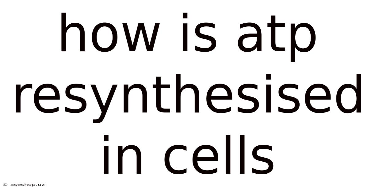 How Is Atp Resynthesised In Cells