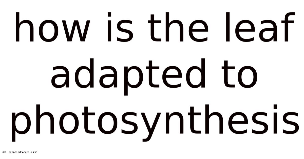 How Is The Leaf Adapted To Photosynthesis
