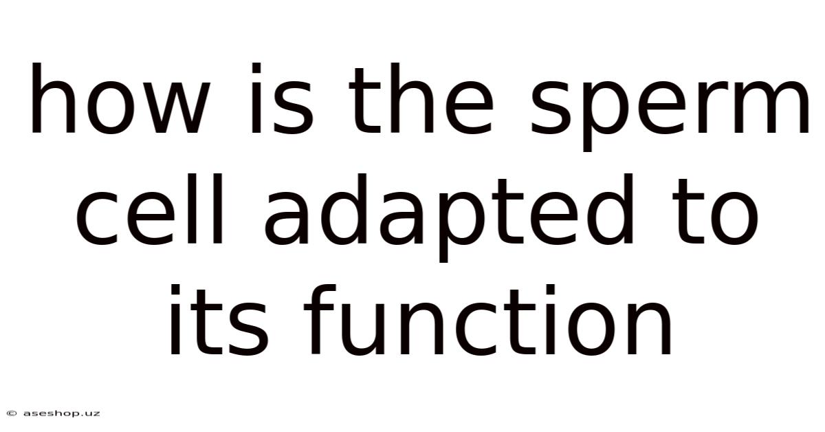 How Is The Sperm Cell Adapted To Its Function