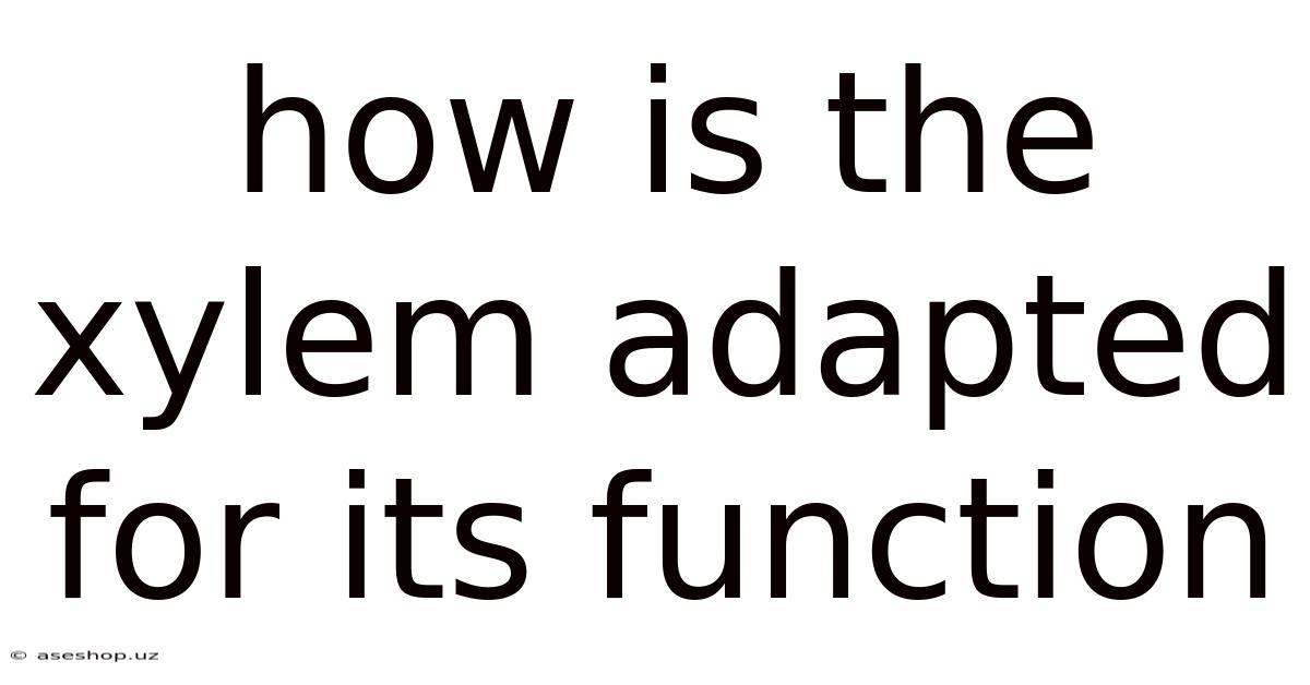 How Is The Xylem Adapted For Its Function