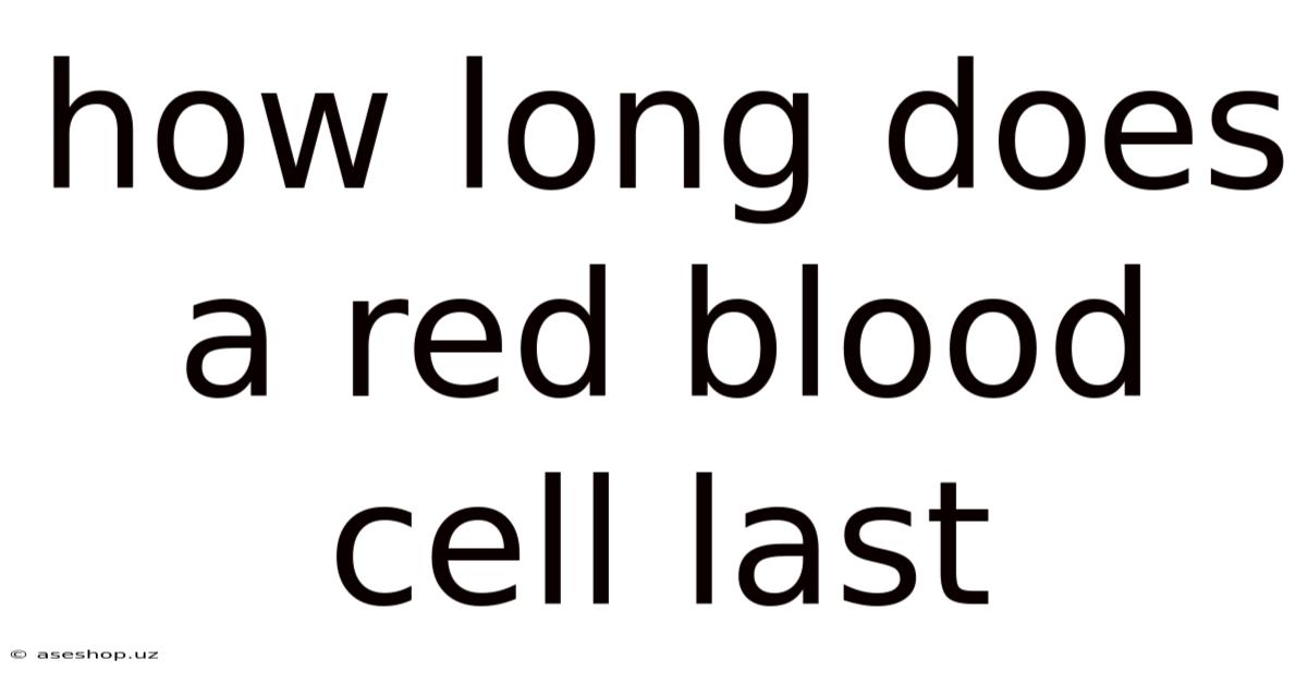 How Long Does A Red Blood Cell Last