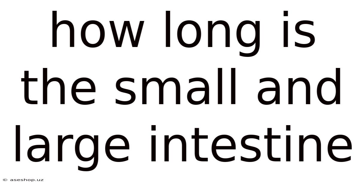 How Long Is The Small And Large Intestine