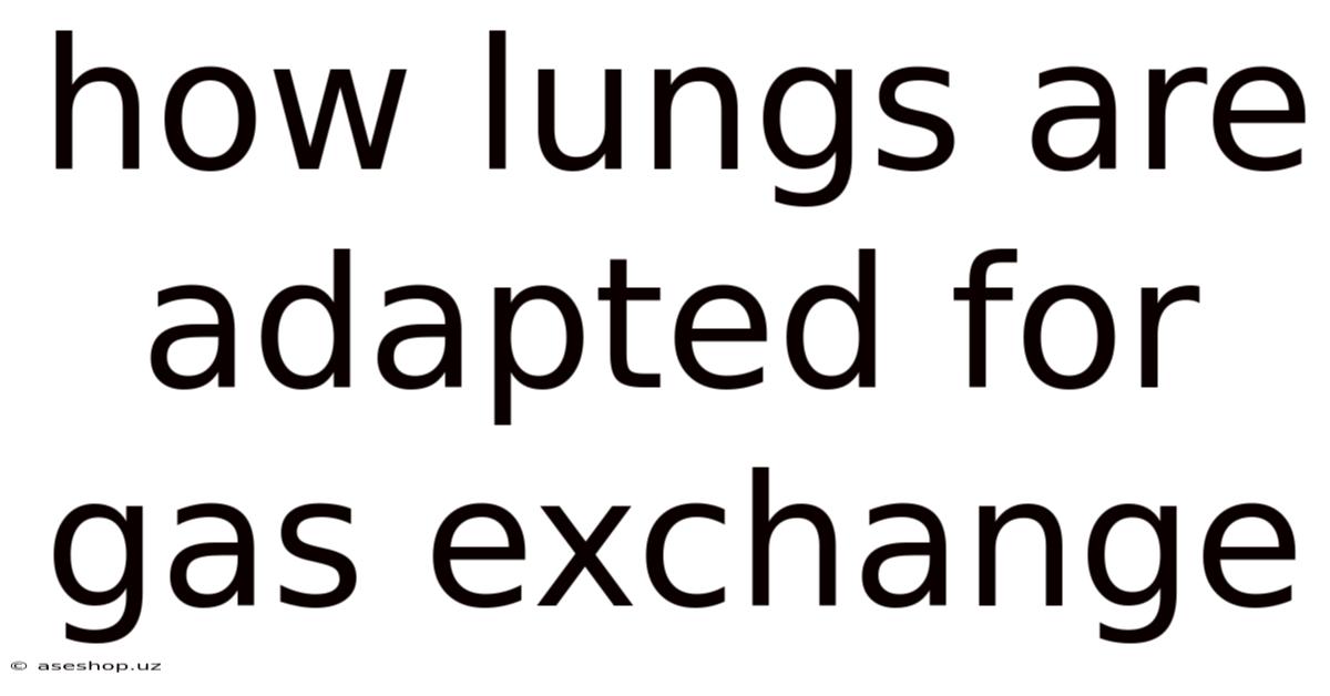 How Lungs Are Adapted For Gas Exchange