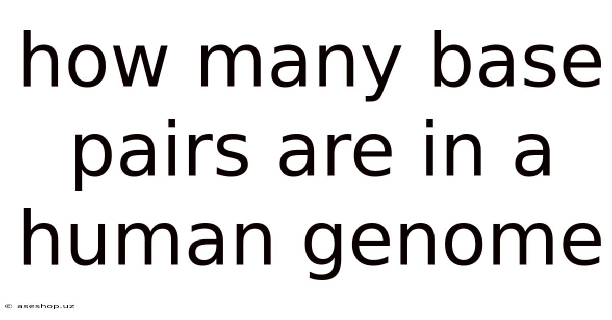How Many Base Pairs Are In A Human Genome