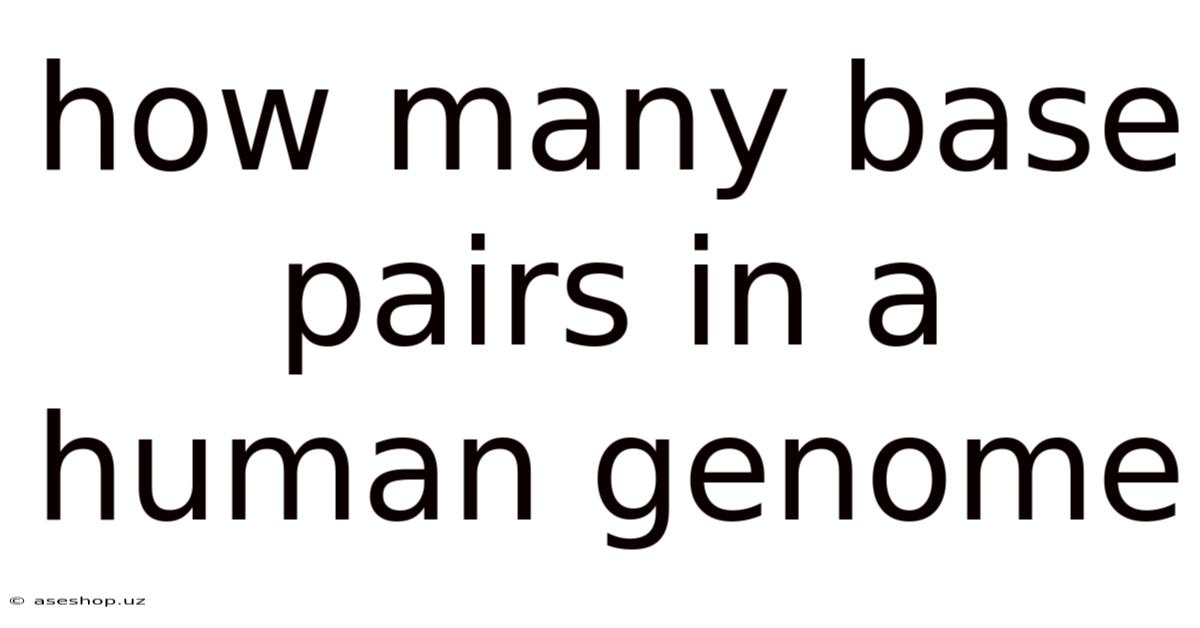 How Many Base Pairs In A Human Genome