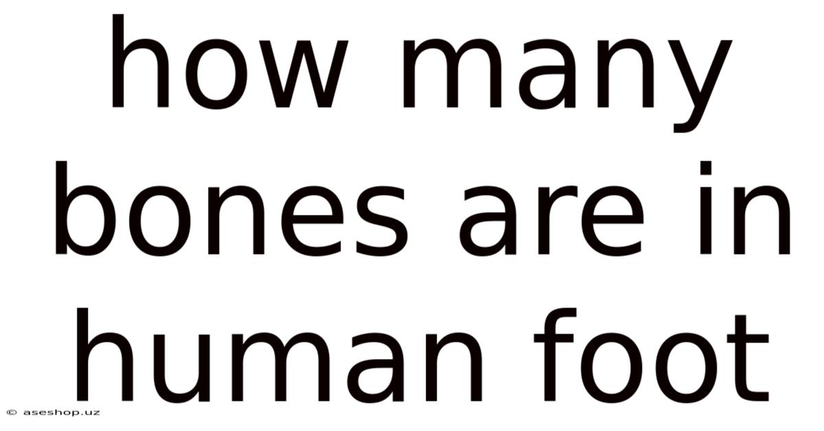 How Many Bones Are In Human Foot