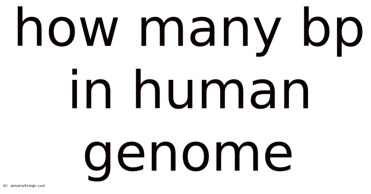 How Many Bp In Human Genome