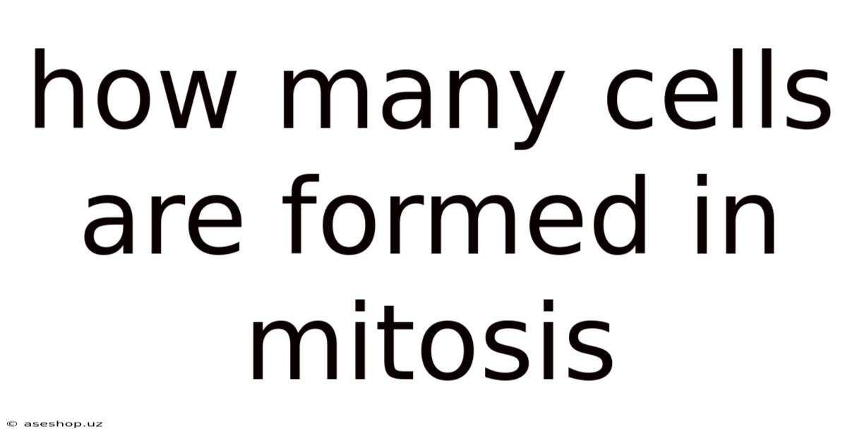 How Many Cells Are Formed In Mitosis