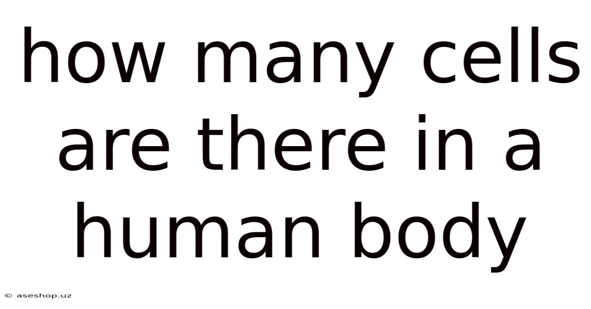 How Many Cells Are There In A Human Body