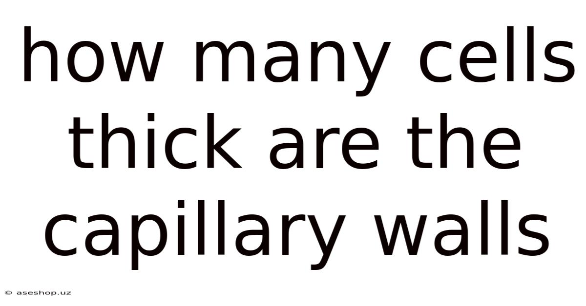 How Many Cells Thick Are The Capillary Walls