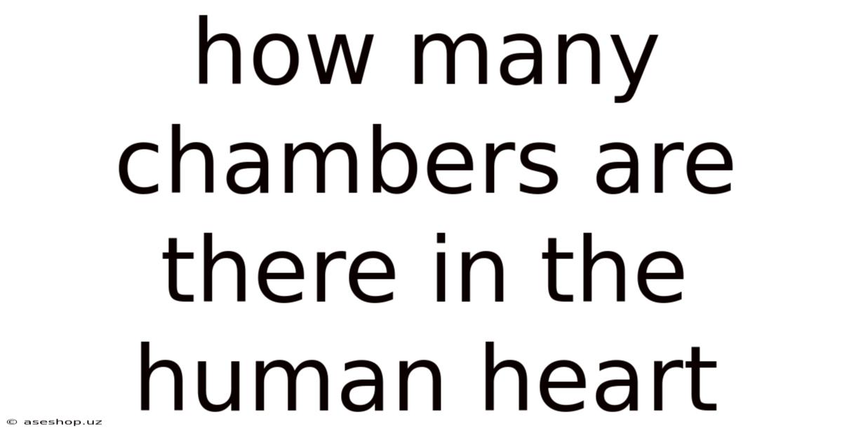 How Many Chambers Are There In The Human Heart