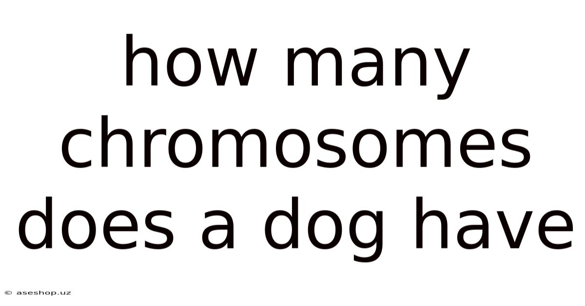 How Many Chromosomes Does A Dog Have