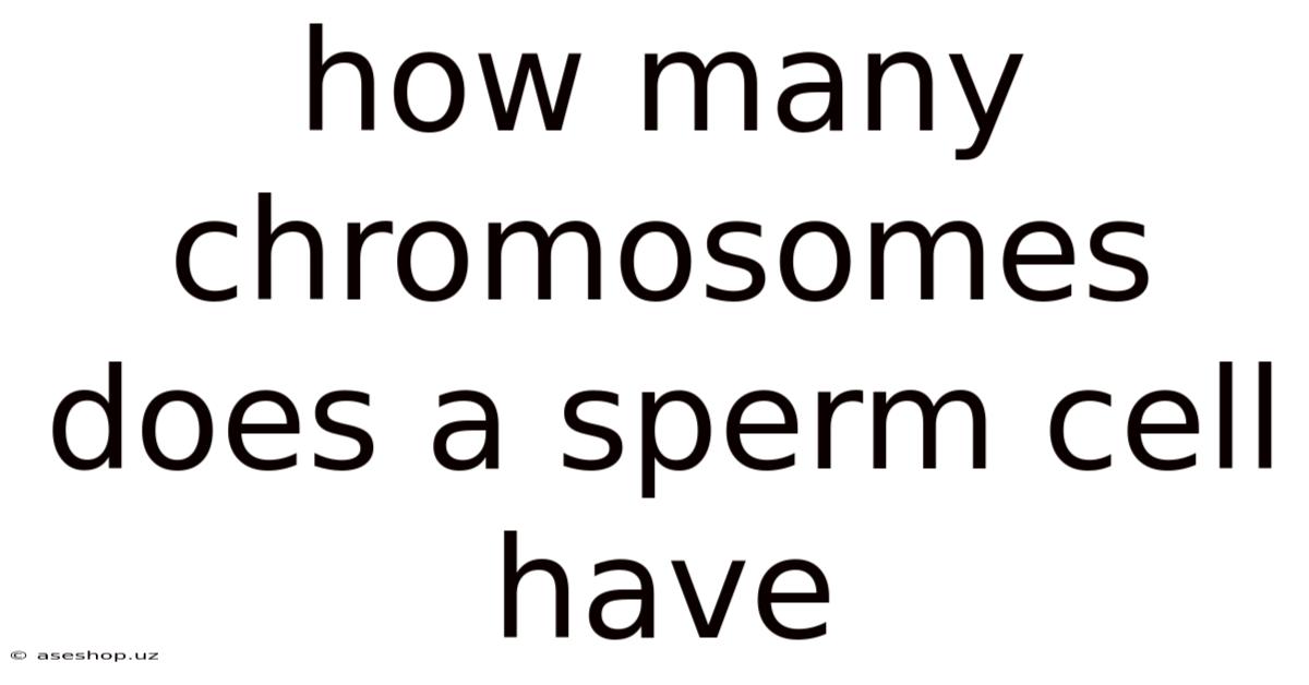 How Many Chromosomes Does A Sperm Cell Have