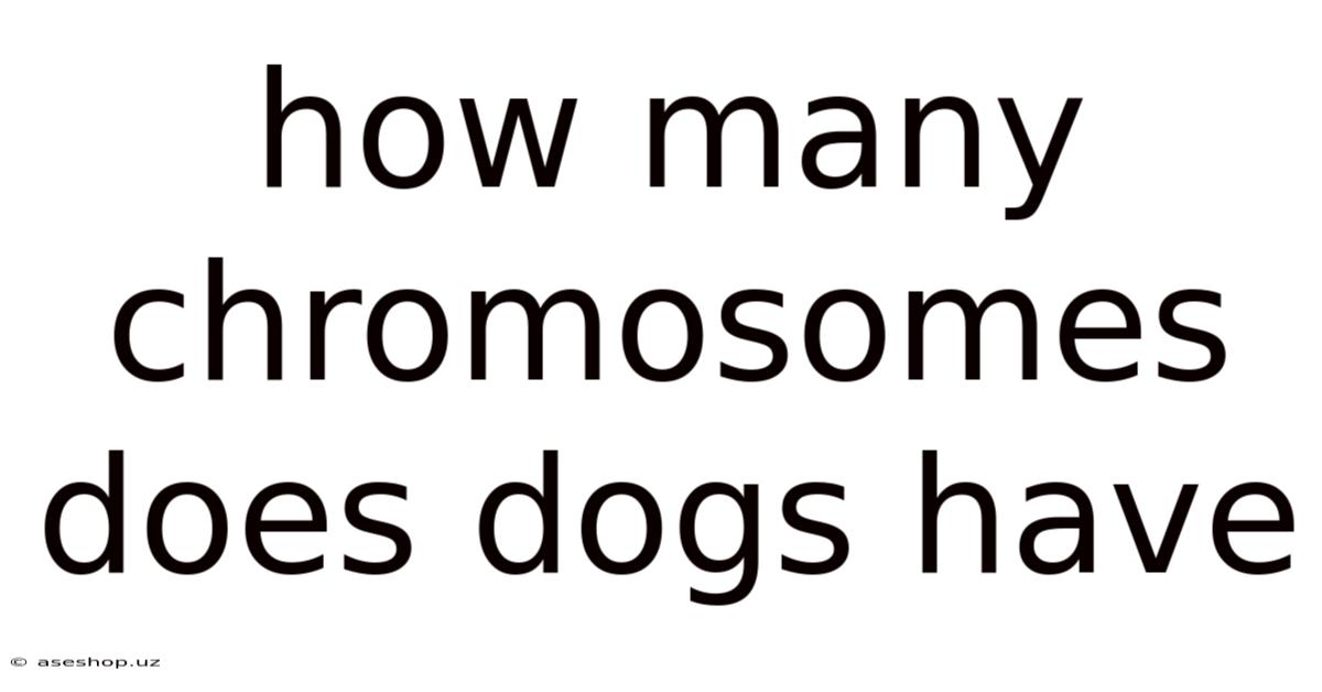 How Many Chromosomes Does Dogs Have