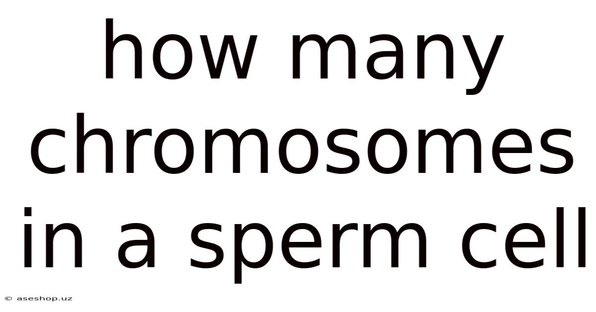 How Many Chromosomes In A Sperm Cell