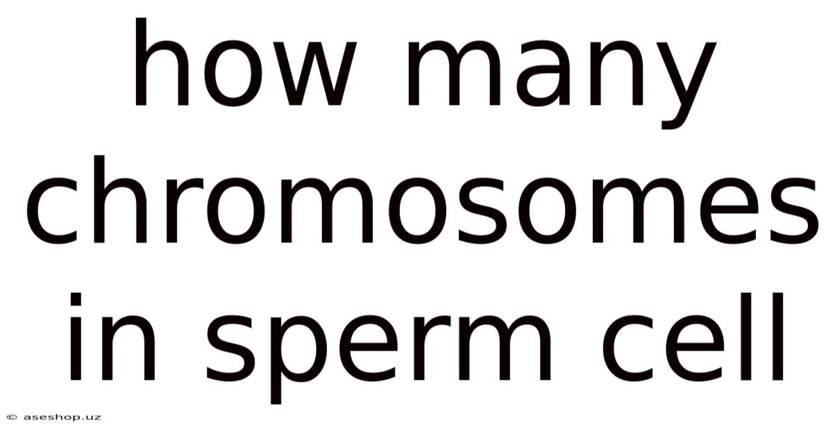 How Many Chromosomes In Sperm Cell