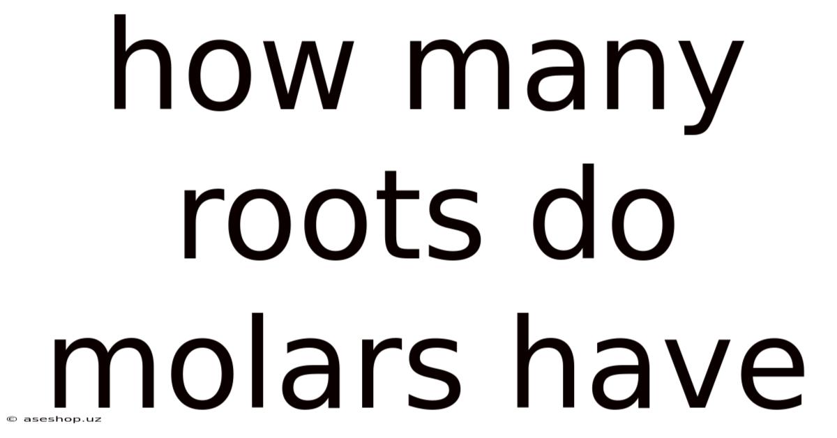 How Many Roots Do Molars Have