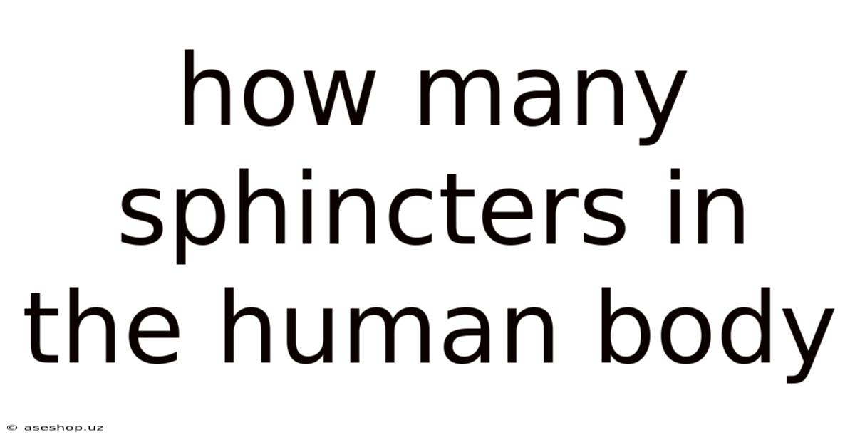 How Many Sphincters In The Human Body